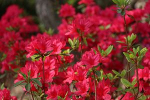 Rode Azalea