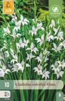 Gladiool Colvillei albus