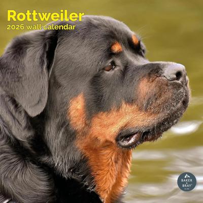 Rottweiler Kalender 2026