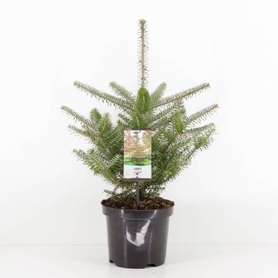 Abies koreana 55 cm - Warentuin natuurlijk