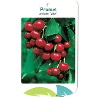 Prunus Avium Van - Oosterik Home - thumbnail