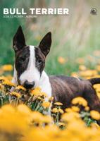 Bull Terrier A3 Kalender 2026