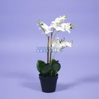 Phalaenopsis mini 3-tak - wit - thumbnail
