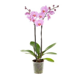 Roze Orchidee (Phalaenopsis 2 tak) - P 12 cm
