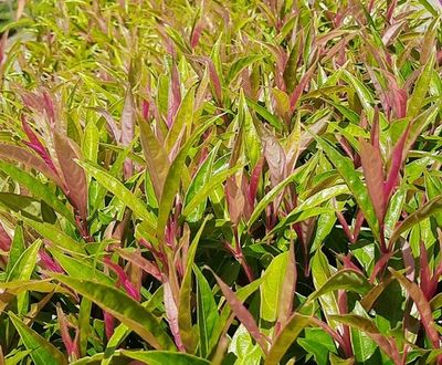 Leucothoe