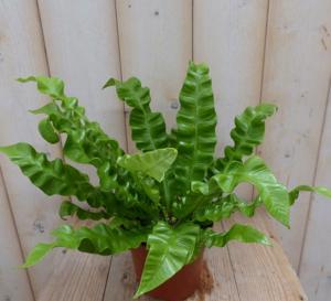 Kamerplant Krulvaren Asplenium - Warentuin natuurlijk
