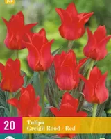X 20 Tulipa Greigii rood - thumbnail