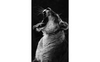 Goossens Schilderij King Of The Wild, 70 x 118 cm