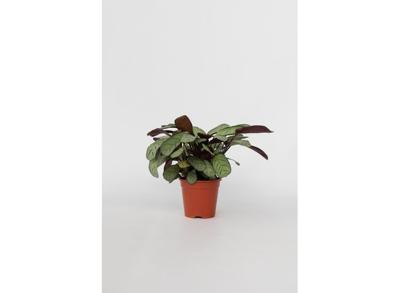Ctenanthe Amagris