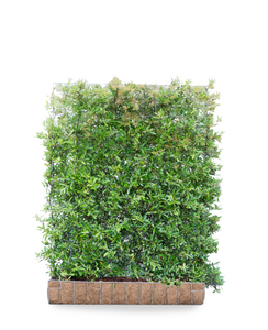 Mobilane Kant en klaar haag Pyracantha Dart&apos;s Red Vuurdoorn 120x155cm.