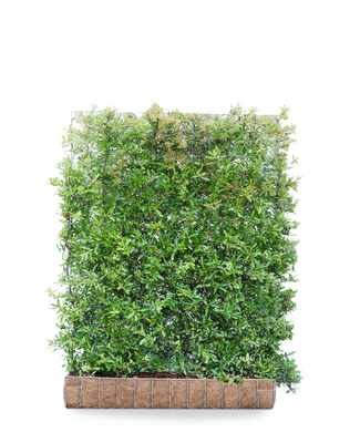 Mobilane Kant en klaar haag Pyracantha Dart&apos;s Red Vuurdoorn 120x155cm.