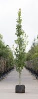 Zuil eik Quercus robur Fastigiate Koster h 350 cm st. h 30 cm - Warentuin Natuurlijk - thumbnail