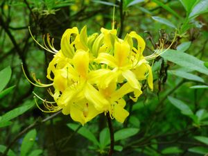 Gele Azalea