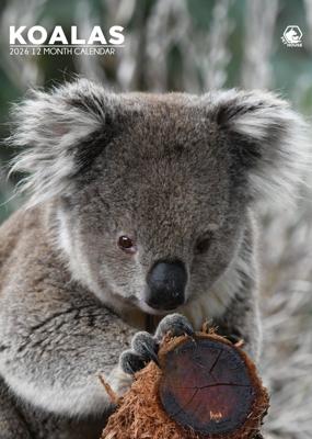 Koala A3 Kalender 2026
