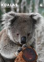 Koala A3 Kalender 2026