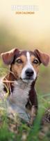 Jack Russell Terrier Kalender 2026 Slimline