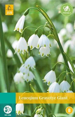 Leucojum Gravetye Giant 2 bollen - Jub