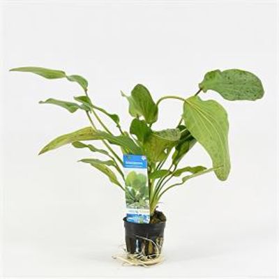 Echinodorus ozelot groen / leopard - 6 stuks - aquarium plant