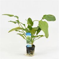 Echinodorus ozelot groen / leopard - 6 stuks - aquarium plant - thumbnail