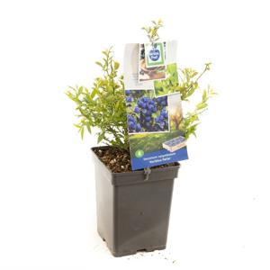 Blauwe bosbes Vaccinium cor. Hortblue Petite struik
