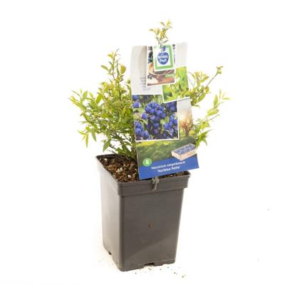 Blauwe bosbes Vaccinium cor. Hortblue Petite struik