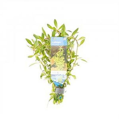 Ludwigia arcuata
 - 10 stuks - aquarium plant