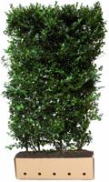 Ilex meserveae Blue Maid 180 cm - Quickhedge