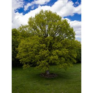 Groene Beukenboom