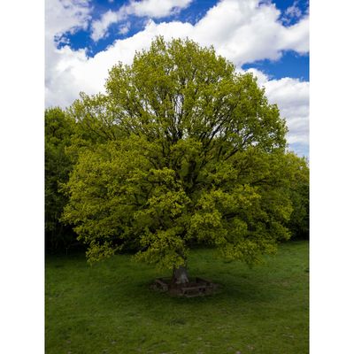 Groene beuk