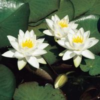 Witte dwergwaterlelie (Nymphaea Tetragona) waterlelie (6-stuks) - thumbnail