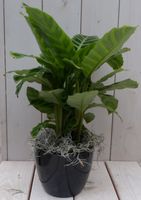 Calathea groen blad zwarte/antraciete pot 40 cm - Warentuin Natuurlijk