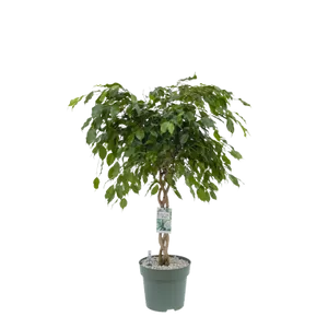 MDK Ficus Adora / Exotica (gevlochten) P27
