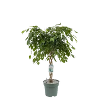 MDK Ficus Adora / Exotica (gevlochten) P27 - thumbnail