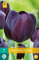 Tulp queen of night 7 bollen
