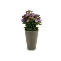 Decoratieve plant Plastic 11 x 22 x 11 cm Decoratieve plant Plastic 11 x 22 x 11 cm