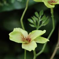 Kunst Bloesemtak Nigra 90cm Groen