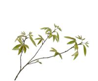 Esdoorntak 92 cm Oker Uniplant - Uniplant