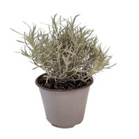 Kerrieplant Helichrysum italicum kruidenplant Warentuin Natuurlijk - Warentuin natuurlijk