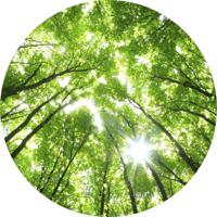 Fotobehang - Sunny Forest 140x140cm rond - Vliesbehang