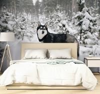 Winter bos en husky hond fotobehang behang