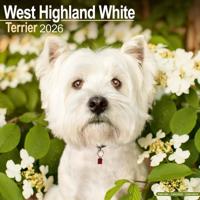 West Highland White Terrier Kalender 2026