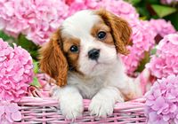 Castorland legpuzzel pup in pink flowers 500 stukjes - thumbnail