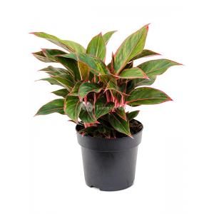 Aglaonema Jungle Red M 40 cm kamerplant