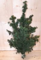 Kerstgroen Nobilis groen Warentuin Natuurlijk - thumbnail