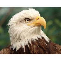 Dieren magneet 3D adelaar   - - thumbnail