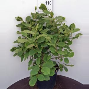 Magnolia struik Sieboldii - 60 - 80 cm - 1 stuks