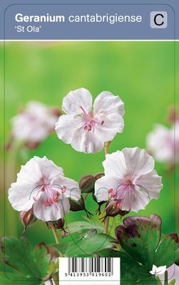 Vips Geranium cantabrigiense St. Ola - Ooievaarsbek