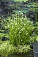 Waterplant Dichromena colorata