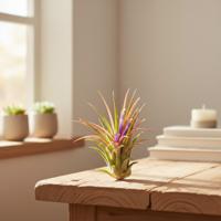 Tillandsia Ionantha - Luchtplant