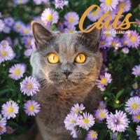 Katten Kalender 2026